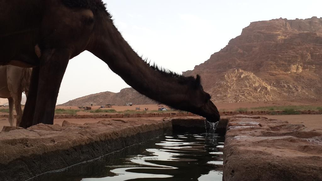 Bedouin Traditions Camp Ram Vadisi Dış mekan fotoğraf